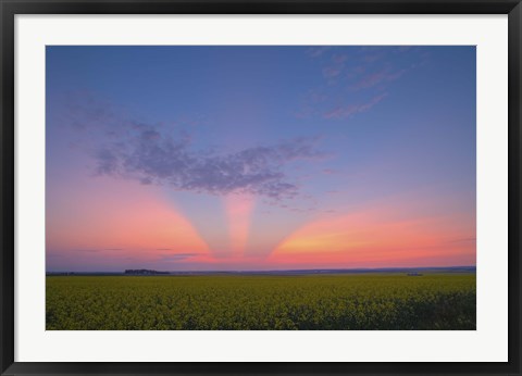 Framed Crepuscular rays at sunset, Alberta, Canada Print