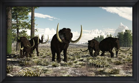 Framed Woolly Mammoths in the prehistoric northern hemisphere Print