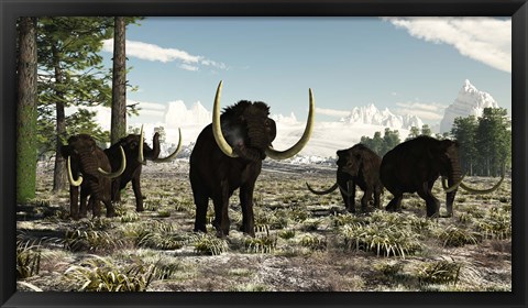 Framed Woolly Mammoths in the prehistoric northern hemisphere Print