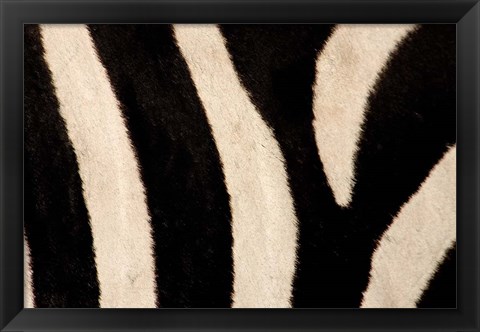 Framed Close-up of Zebra Stripes, Masai Mara, Kenya Print