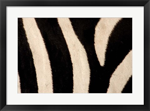 Framed Close-up of Zebra Stripes, Masai Mara, Kenya Print