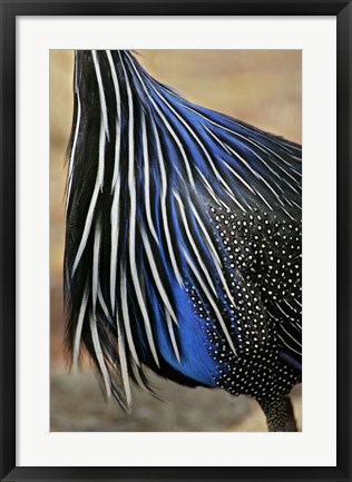 Framed Detail of Vulturine Guineafowl Breast Feathers, Samburu National Reserve, Kenya Print