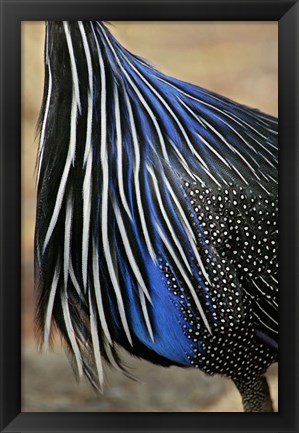 Framed Detail of Vulturine Guineafowl Breast Feathers, Samburu National Reserve, Kenya Print