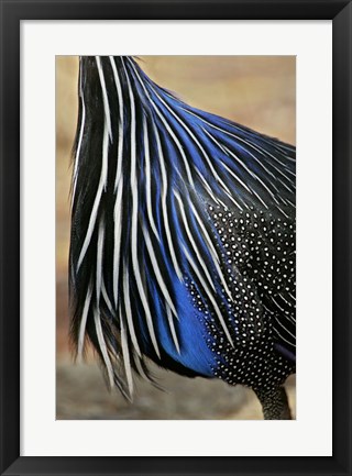 Framed Detail of Vulturine Guineafowl Breast Feathers, Samburu National Reserve, Kenya Print