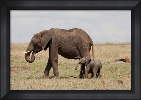 Framed African Elephant With Baby, Maasai Mara Game Reserve, Kenya Print