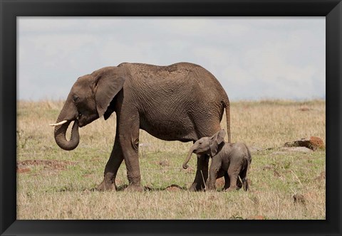 Framed African Elephant With Baby, Maasai Mara Game Reserve, Kenya Print