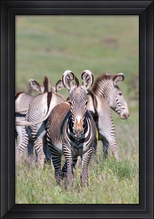Framed Grevy&#39;s Zebra, Kenya Print