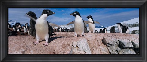 Framed Adelie Penguins With Young Chicks, Lemaire Channel, Petermann Island, Antarctica Print