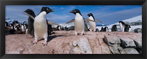 Framed Adelie Penguins With Young Chicks, Lemaire Channel, Petermann Island, Antarctica Print