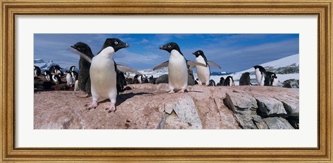 Framed Adelie Penguins With Young Chicks, Lemaire Channel, Petermann Island, Antarctica Print