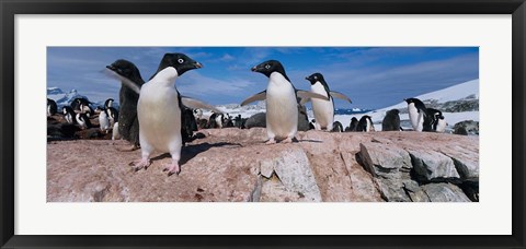 Framed Adelie Penguins With Young Chicks, Lemaire Channel, Petermann Island, Antarctica Print