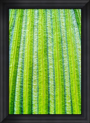 Framed Striped Giant Lobelia rosette of leaves. Mount Kenya National Park, Kenya Print
