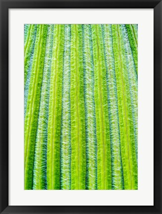 Framed Striped Giant Lobelia rosette of leaves. Mount Kenya National Park, Kenya Print