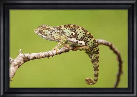 Framed Chameleon, Serengeti National Park, Ndutu, Tanzania Print