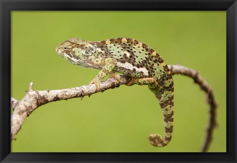 Framed Chameleon, Serengeti National Park, Ndutu, Tanzania Print