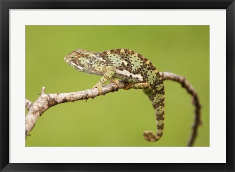 Framed Chameleon, Serengeti National Park, Ndutu, Tanzania Print