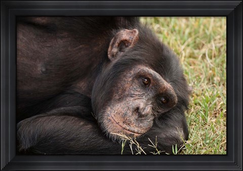Framed Common Chimpanzee, Sweetwater Conservancy, Kenya Print