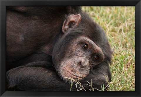 Framed Common Chimpanzee, Sweetwater Conservancy, Kenya Print