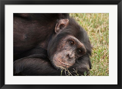 Framed Common Chimpanzee, Sweetwater Conservancy, Kenya Print