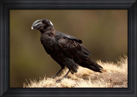 Framed Ethiopia, Thick-billed Raven bird Print