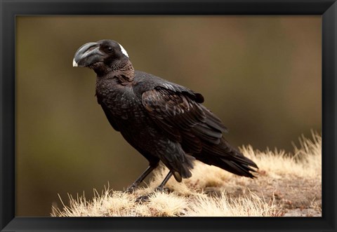 Framed Ethiopia, Thick-billed Raven bird Print