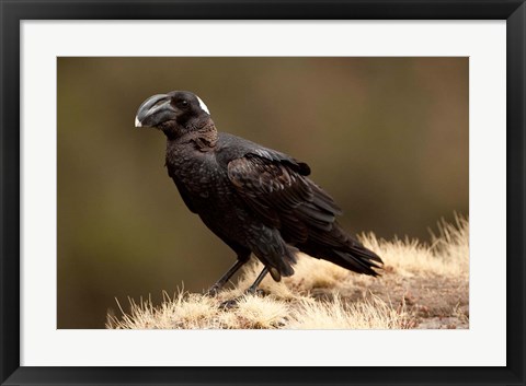 Framed Ethiopia, Thick-billed Raven bird Print