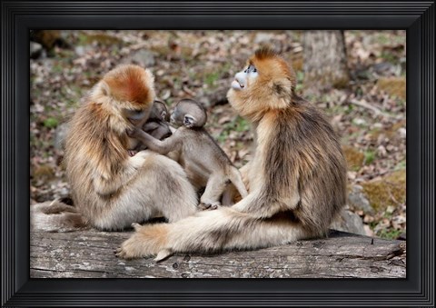 Framed Golden Monkeys with babies, Qinling Mountains, China Print