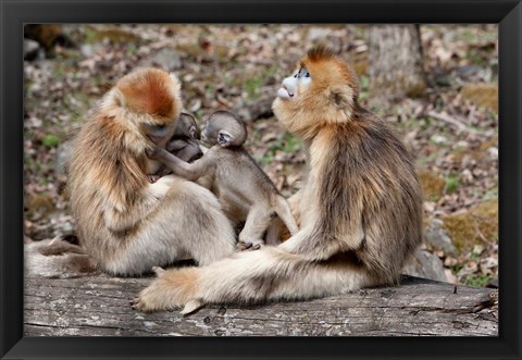 Framed Golden Monkeys with babies, Qinling Mountains, China Print