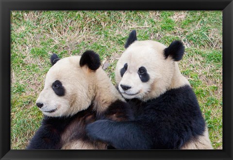 Framed Giant Panda, China Print