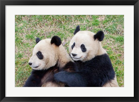 Framed Giant Panda, China Print