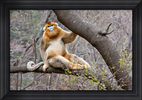 Framed Golden Monkey, Qinling Mountains, China Print