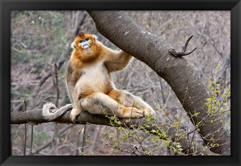 Framed Golden Monkey, Qinling Mountains, China Print