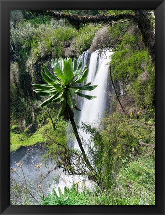 Framed Giant Lobelia in Aberdare National Park, Kenya Print