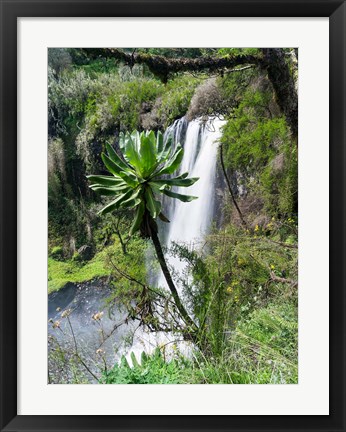 Framed Giant Lobelia in Aberdare National Park, Kenya Print