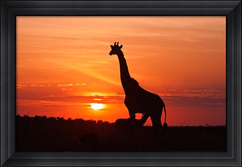 Framed Giraffe suckling young one, Maasai Mara Wildlife Reserve, Kenya Print