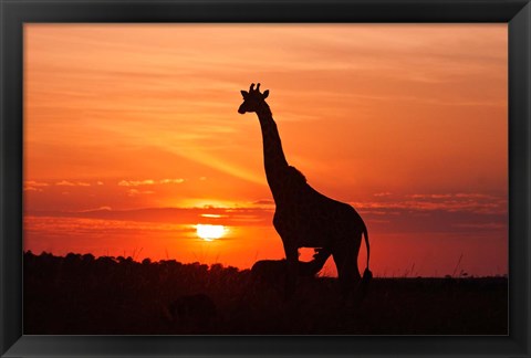 Framed Giraffe suckling young one, Maasai Mara Wildlife Reserve, Kenya Print