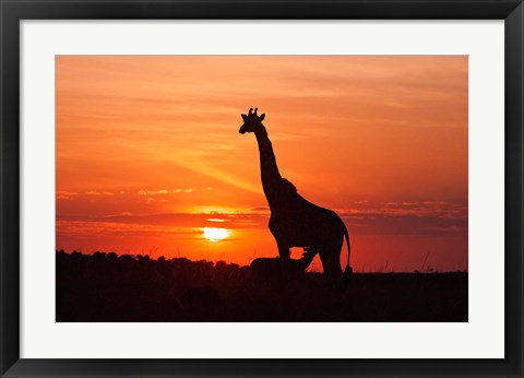 Framed Giraffe suckling young one, Maasai Mara Wildlife Reserve, Kenya Print