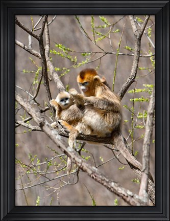 Framed Female Golden Monkey on a tree, Qinling Mountains, China Print