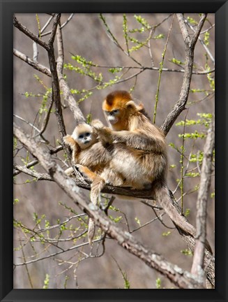 Framed Female Golden Monkey on a tree, Qinling Mountains, China Print