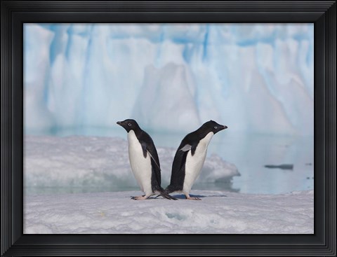 Framed Two Adelie Penguins, Antartica Print