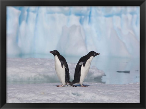 Framed Two Adelie Penguins, Antartica Print