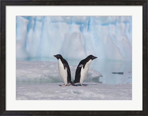 Framed Two Adelie Penguins, Antartica Print
