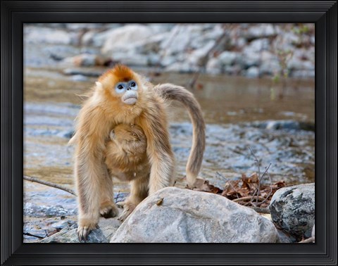 Framed Female Golden Monkey, Qinling Mountains, China Print