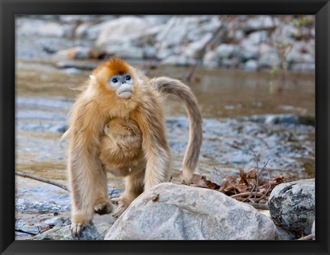 Framed Female Golden Monkey, Qinling Mountains, China Print