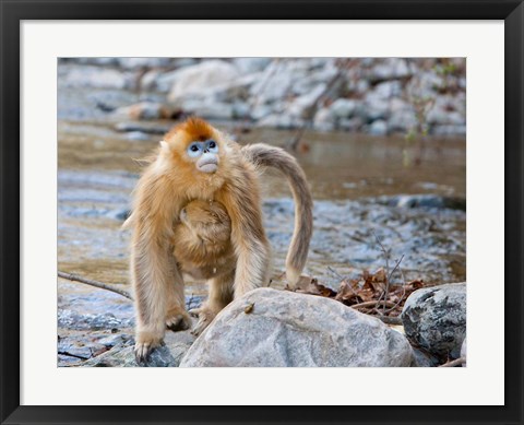 Framed Female Golden Monkey, Qinling Mountains, China Print