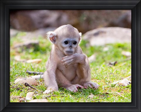 Framed Golden Monkeys, China Print