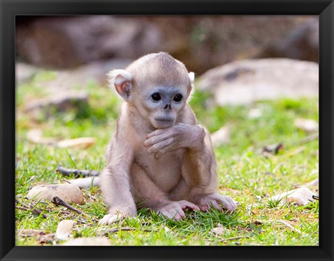 Framed Golden Monkeys, China Print