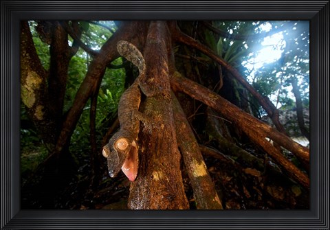 Framed Giant leaf-tailed gecko (Uroplatus fimbriatus), Nosy Mangabe Reserve, Madagascar Print