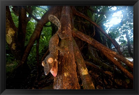 Framed Giant leaf-tailed gecko (Uroplatus fimbriatus), Nosy Mangabe Reserve, Madagascar Print