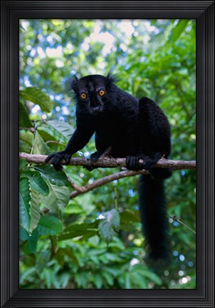 Framed Black Lemur male and female, Lokobe Nature Special Reserve, Northern Madagascar Print